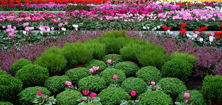 RevitalDanOdprtihVrat2012 4